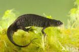 Kamsalamander (Triturus cristatus) 