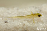 Great Crested Newt