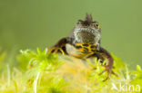 Great Crested Newt