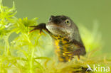 Kamsalamander (Triturus cristatus) 