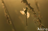 Eurasian red dragonfly (Sympetrum depressiusculum)