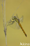 Eurasian red dragonfly (Sympetrum depressiusculum)