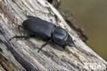 Klein vliegend hert (Dorcus parallelipipedus)