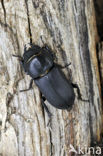 Klein vliegend hert (Dorcus parallelipipedus)