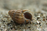 Dwarf Dog-whelk (Nassarius pygmaeus)