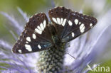 White Admiral (Limenitis camilla)