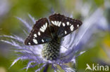 Kleine IJsvogelvlinder (Limenitis camilla) 