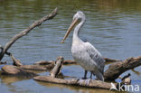 Kleine Pelikaan (Pelecanus rufescens)