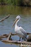 Kleine Pelikaan (Pelecanus rufescens)