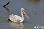 Kleine Pelikaan (Pelecanus rufescens)