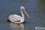 Kleine Pelikaan (Pelecanus rufescens)