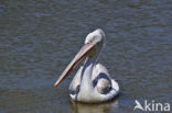 Kleine Pelikaan (Pelecanus rufescens)