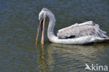 Kleine Pelikaan (Pelecanus rufescens)