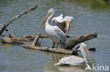 Kleine Pelikaan (Pelecanus rufescens)