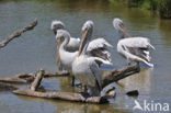 Kleine Pelikaan (Pelecanus rufescens)