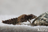 Green-eyed Hooktail (Onychogomphus forcipatus)