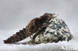Kleine tanglibel (Onychogomphus forcipatus)