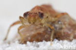Kleine tanglibel (Onychogomphus forcipatus)