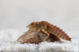 Green-eyed Hooktail (Onychogomphus forcipatus)