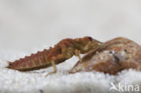 Green-eyed Hooktail (Onychogomphus forcipatus)