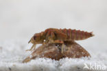 Green-eyed Hooktail (Onychogomphus forcipatus)