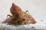 Kleine tanglibel (Onychogomphus forcipatus)