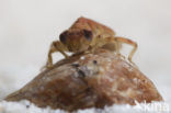 Kleine tanglibel (Onychogomphus forcipatus)