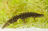 Smooth Newt (Lissotriton vulgaris)