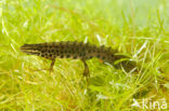 Smooth Newt (Lissotriton vulgaris)