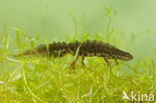 Kleine watersalamander (Lissotriton vulgaris)