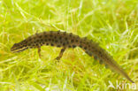 Kleine watersalamander (Lissotriton vulgaris)