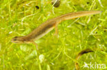 Smooth Newt (Lissotriton vulgaris)