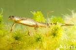 Kleine watersalamander (Lissotriton vulgaris)