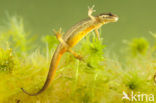 Smooth Newt (Lissotriton vulgaris)