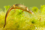 Kleine watersalamander (Lissotriton vulgaris)