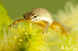 Smooth Newt (Lissotriton vulgaris)