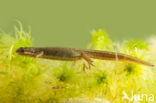 Smooth Newt (Lissotriton vulgaris)