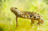 Kleine watersalamander (Lissotriton vulgaris)