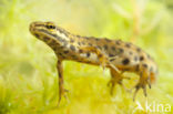 Kleine watersalamander (Lissotriton vulgaris)