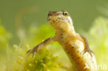 Kleine watersalamander (Lissotriton vulgaris)