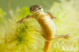 Kleine watersalamander (Lissotriton vulgaris)