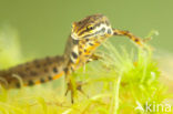 Kleine watersalamander (Lissotriton vulgaris)