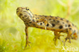 Smooth Newt (Lissotriton vulgaris)