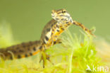 Kleine watersalamander (Lissotriton vulgaris)