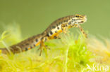 Kleine watersalamander (Lissotriton vulgaris)