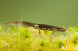 Kleine watersalamander (Lissotriton vulgaris)