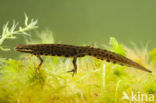 Kleine watersalamander (Lissotriton vulgaris)