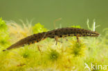 Kleine watersalamander (Lissotriton vulgaris)