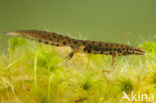 Kleine watersalamander (Lissotriton vulgaris)