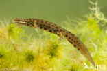 Kleine watersalamander (Lissotriton vulgaris)